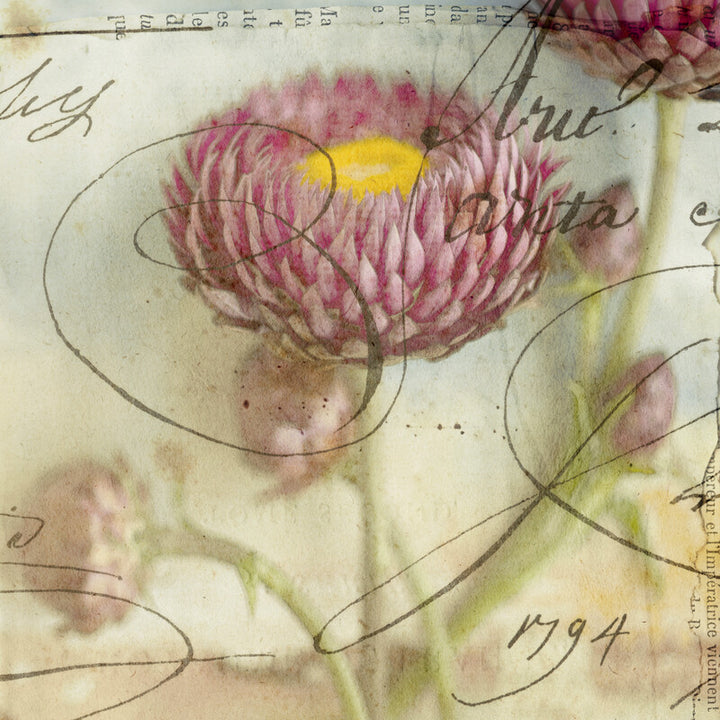 Botanical illustration of a pink strawflower with yellow center on aged manuscript paper with handwritten text and annotations.