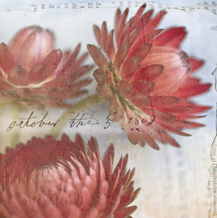 Three red strawflowers with layered petals rendered in watercolor on aged paper dated October 5, 1809.