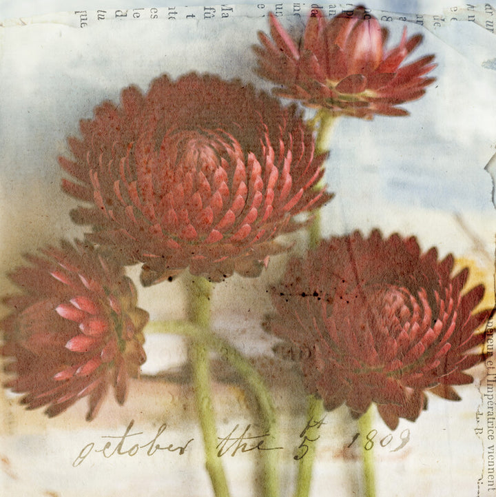 Red strawflowers with green stems on a weathered cream background, dated October 5, 1809.