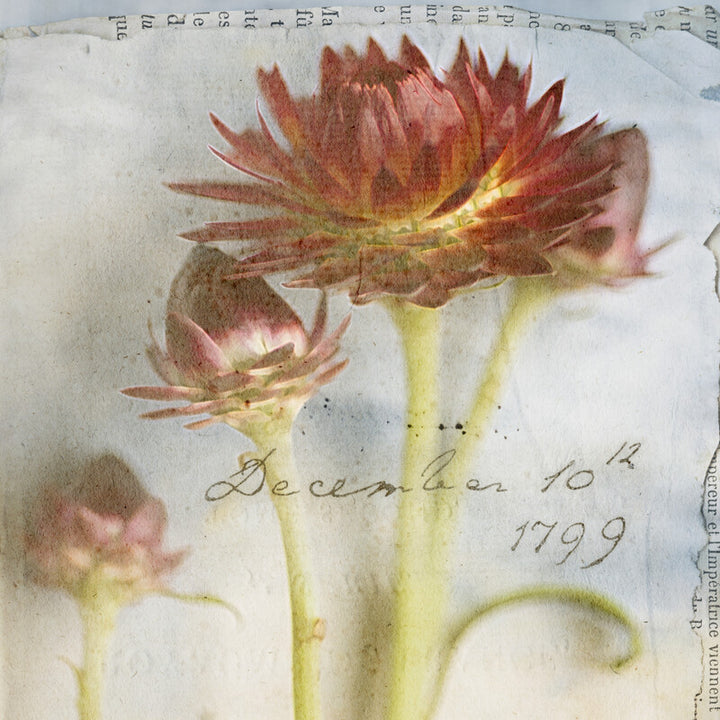 Watercolor botanical illustration of red and yellow strawflowers with green stems dated December 10, 1799.
