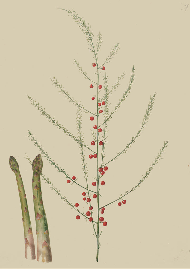 Asparagus officinalis