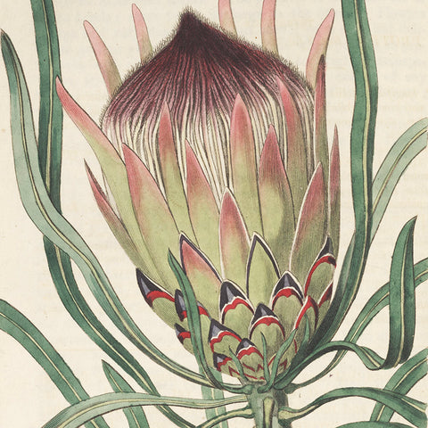 Botanicals