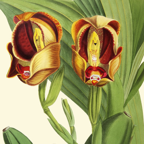 The Naturalists