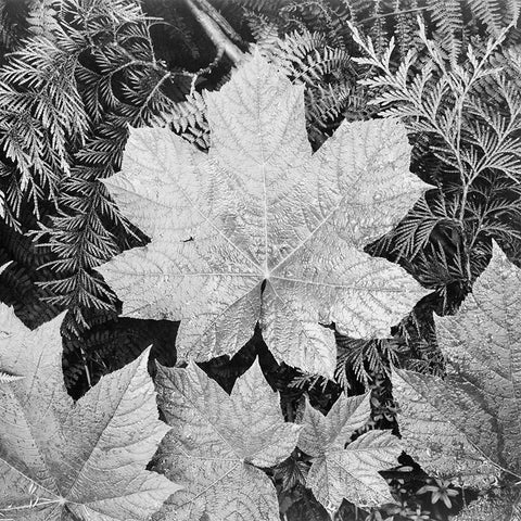 Nature Studies