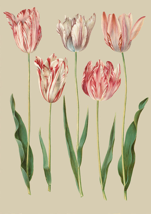 Tulipa gesneriana