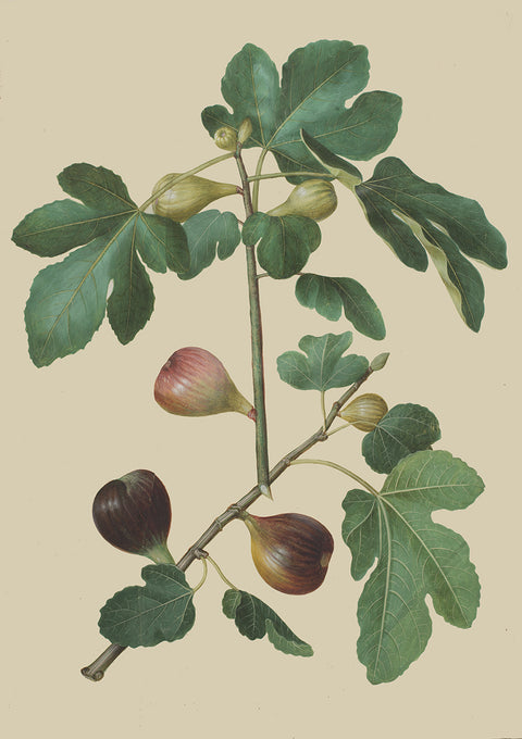 Ficus carica