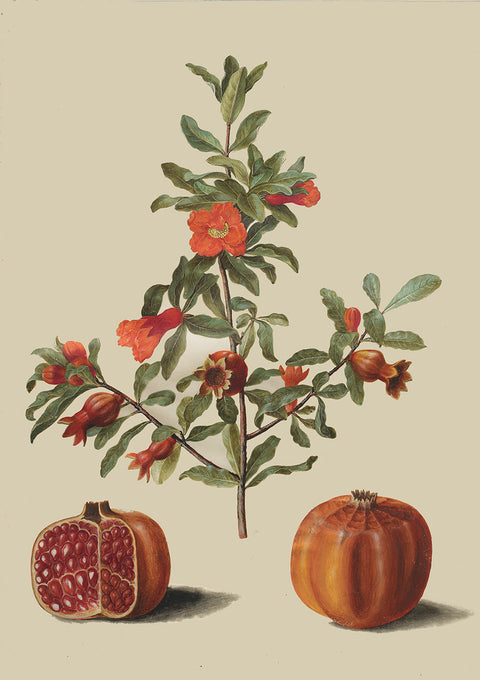 Punica granatum simp et pl
