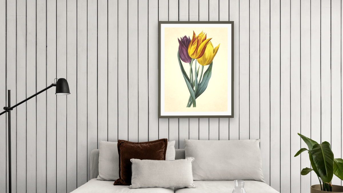 Tulipe de Gesner [Tulipa gesneriana L.] by Pierre Joseph Redouté, shown at 30 × 40 in (76.2 × 101.6 cm) in Ramino Satin Black, living