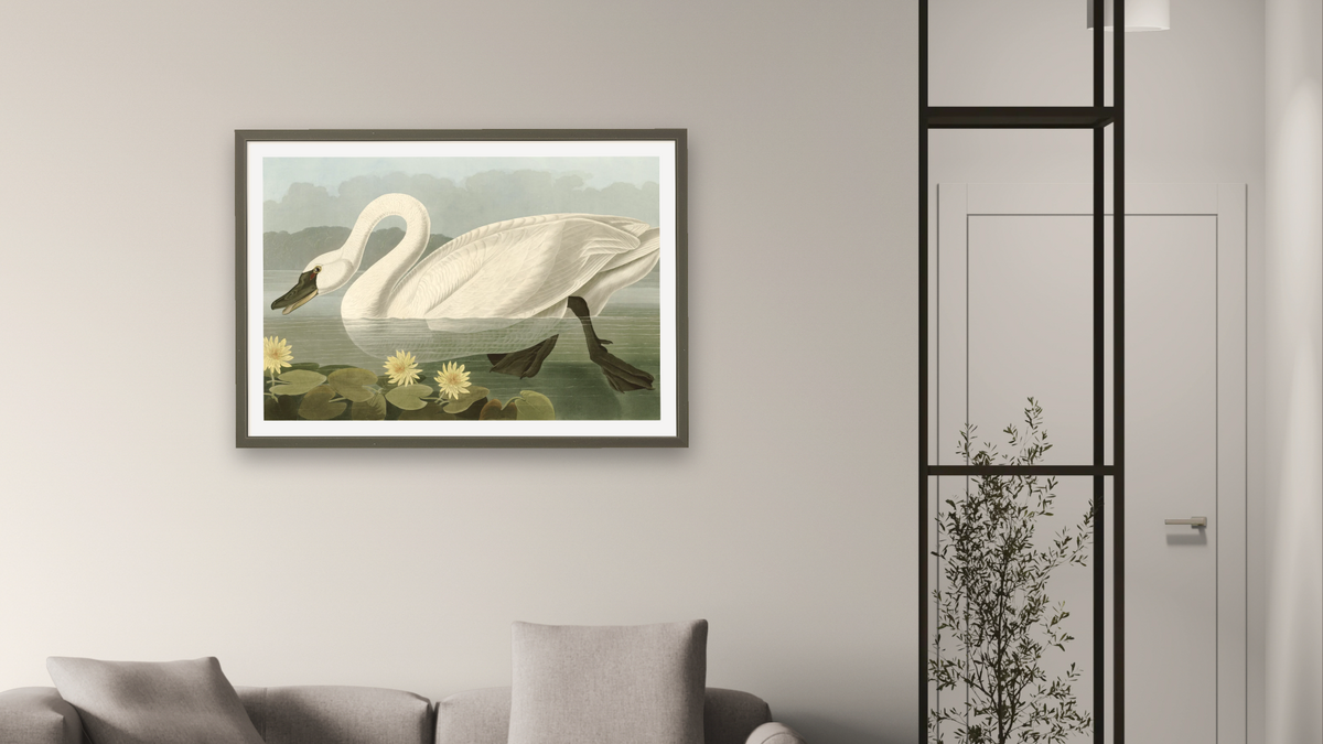 Common American Swan by John James Audubon, shown at 28 × 42 in (71.1 × 106.7 cm) in Ramino Satin Black, living