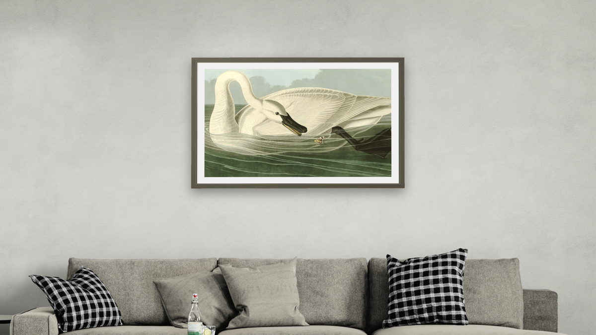 Trumpeter Swan by John James Audubon, shown at 28 × 42 in (71.1 × 106.7 cm) in Ramino Satin Black, living
