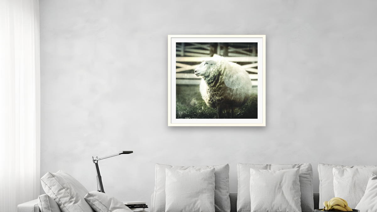 sheep by Brandon Luther, shown at 32 × 32 in (81.3 × 81.3 cm) in Ramino Opaque White, living