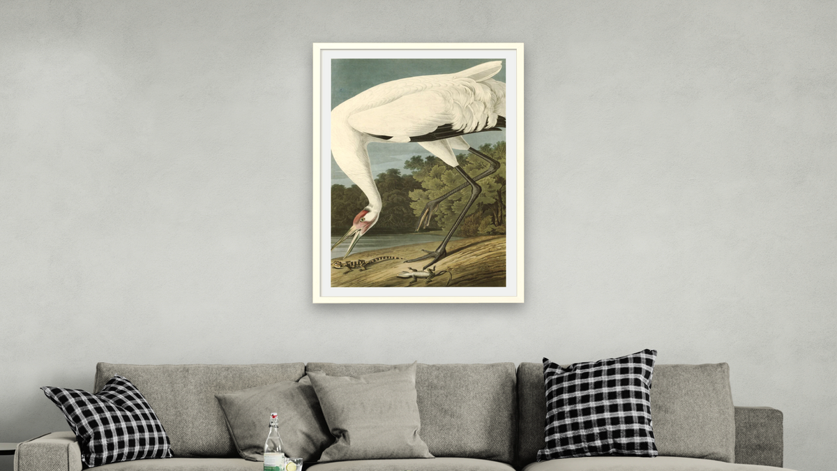 Hooping Crane by John James Audubon, shown at 28 × 42 in (71.1 × 106.7 cm) in Ramino Opaque White, living