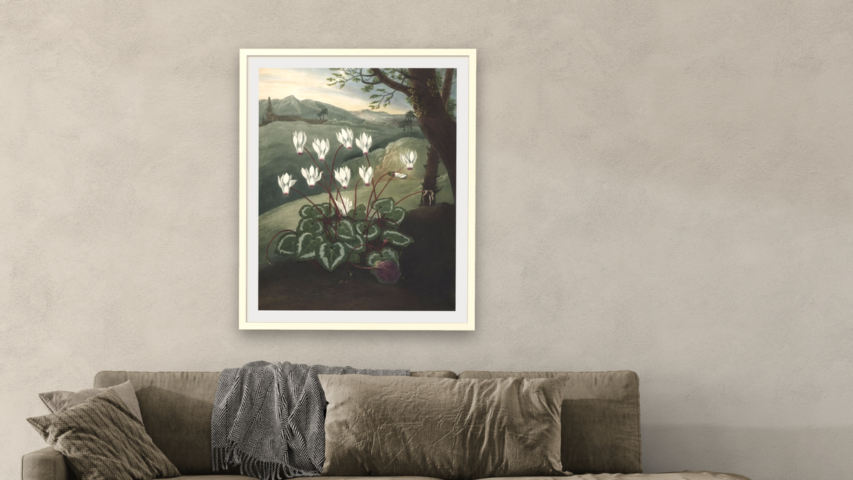 The Persian Cyclamen by Robert John Thornton, shown at 32 × 40 in (81.3 × 101.6 cm) in Ramino Opaque White, living