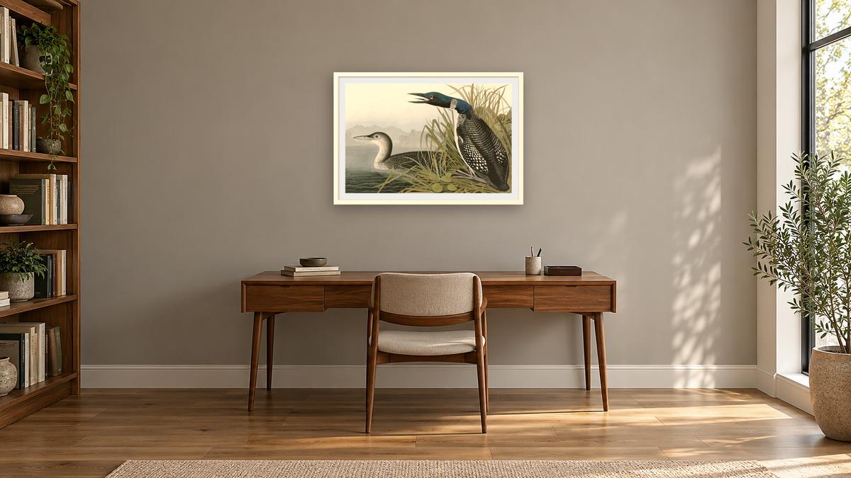 Great Northern Diver or Loon by John James Audubon, shown at 28 × 42 in (71.1 × 106.7 cm) in Ramino Opaque White, library