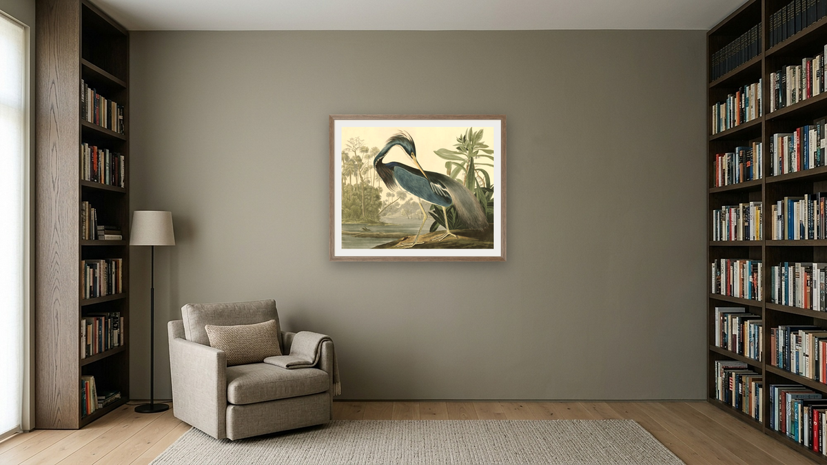 Louisiana Heron by John James Audubon, shown at 32 × 40 in (81.3 × 101.6 cm) in Arber Light Walnut, library