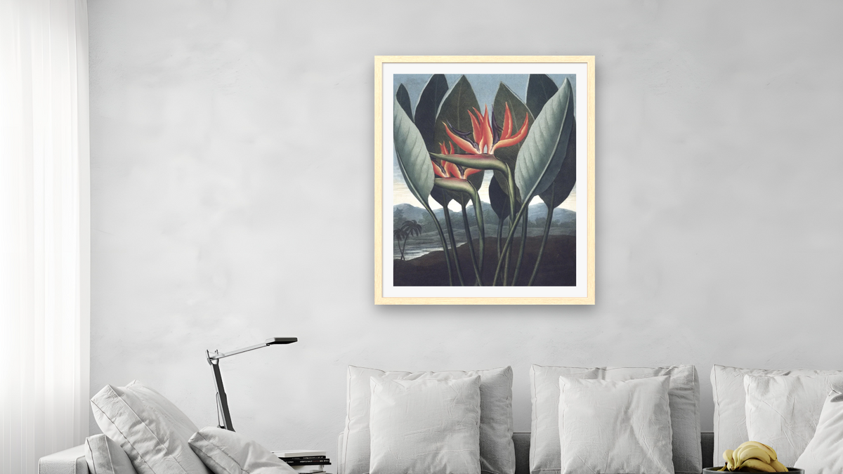 The Queen by Robert John Thornton, shown at 32 × 40 in (81.3 × 101.6 cm) in Arber Natural, living