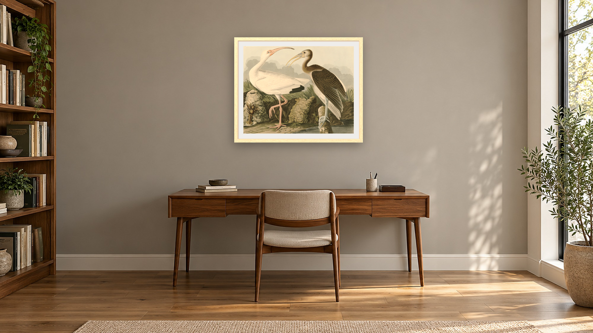 White Ibis by John James Audubon, shown at 32 × 40 in (81.3 × 101.6 cm) in Arber Natural, library