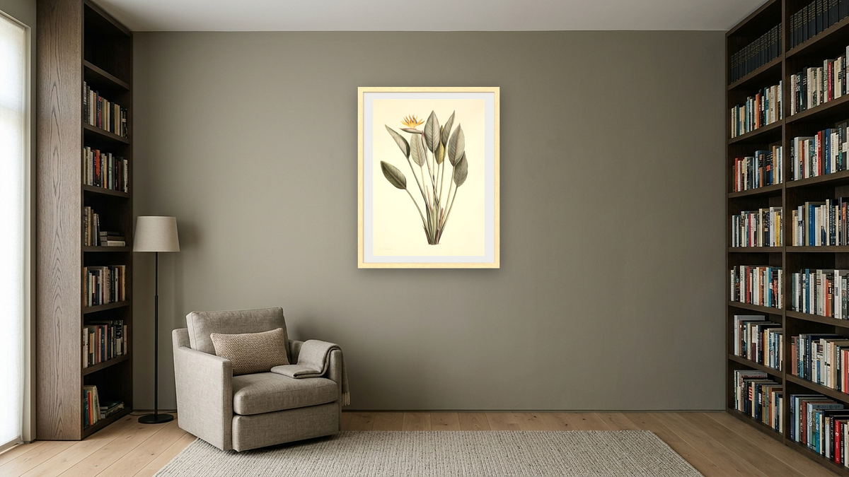 Bird of Paradise by Pierre Joseph Redouté, shown at 30 × 40 in (76.2 × 101.6 cm) in Arber Natural, library