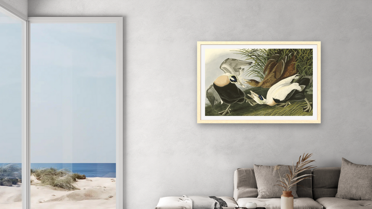 Eider Duck by John James Audubon, shown at 28 × 42 in (71.1 × 106.7 cm) in Arber Natural, living