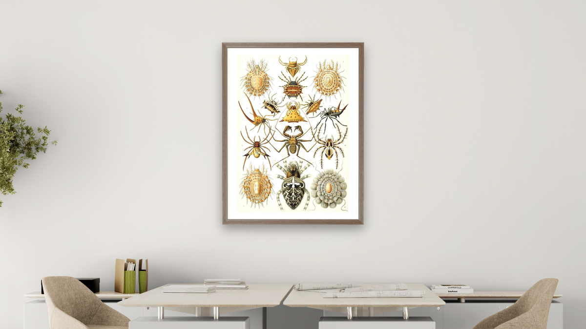 Illustration of Arachnida by Ernst Haeckel, shown at 30 × 40 in (76.2 × 101.6 cm) in Arber Light Walnut, office