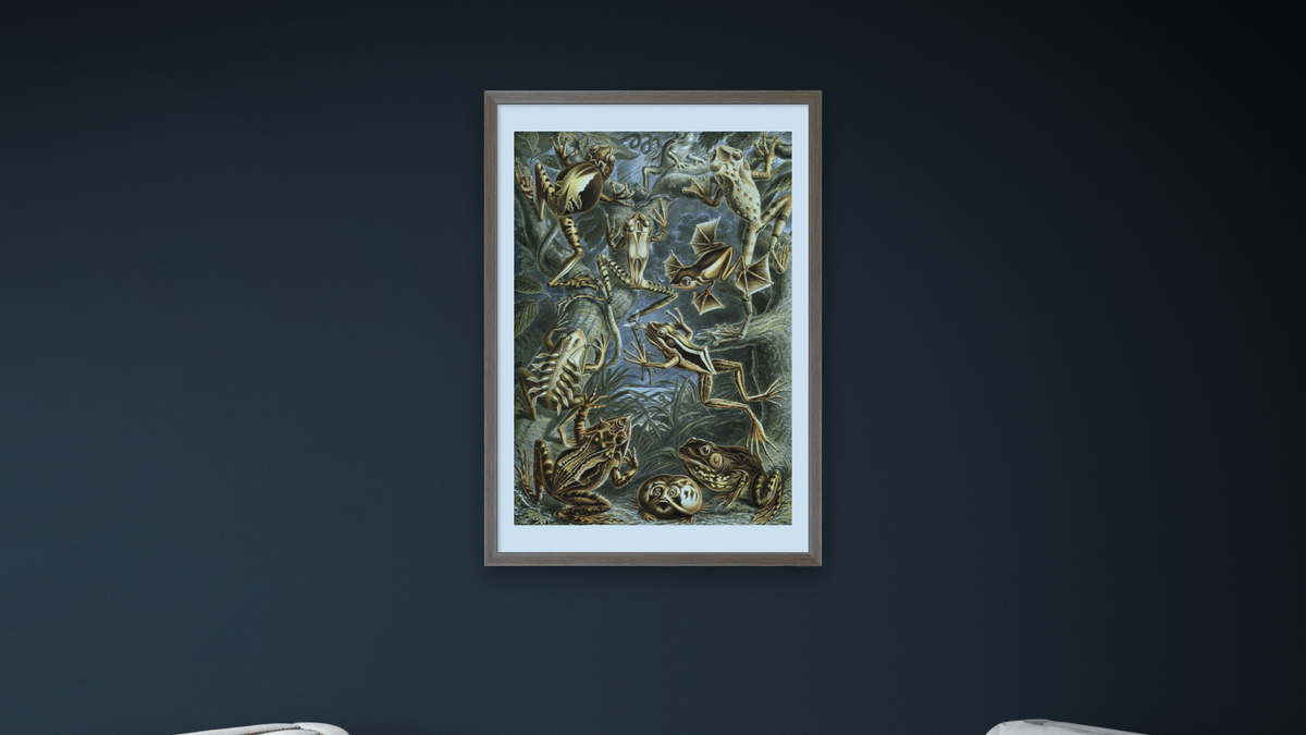 Illustration of Batrachia by Ernst Haeckel, shown at 28 × 42 in (71.1 × 106.7 cm) in Arber Light Walnut, office
