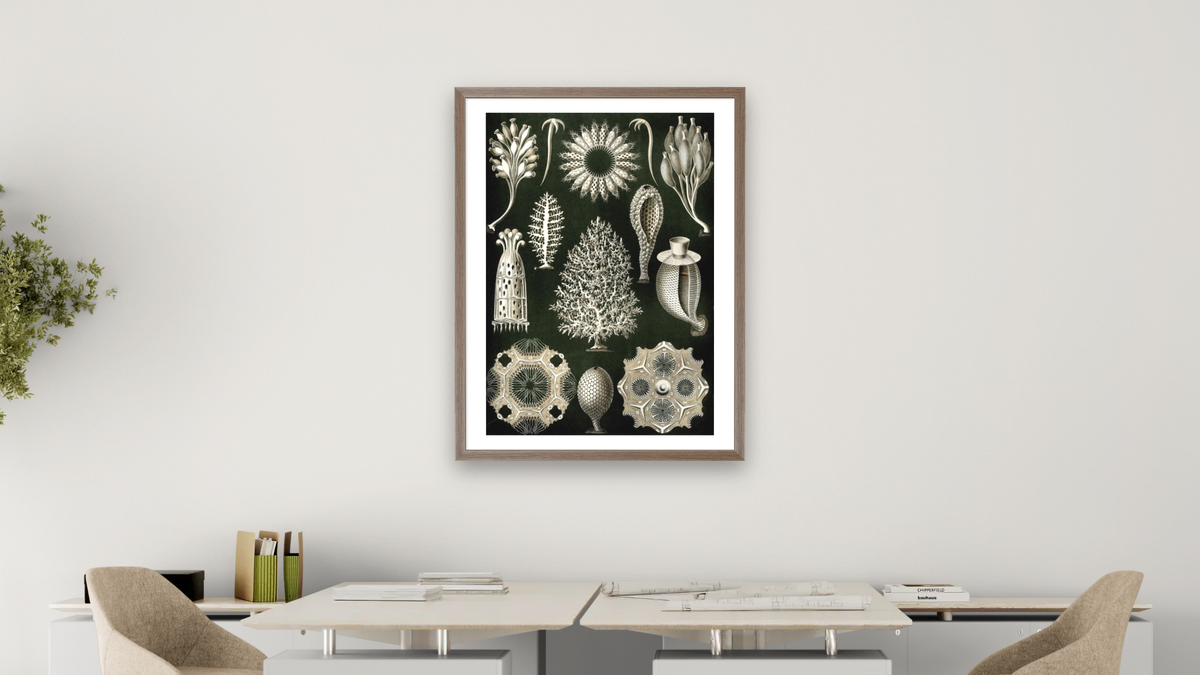 Illustration of Calcispongiae by Ernst Haeckel, shown at 30 × 40 in (76.2 × 101.6 cm) in Arber Light Walnut, office