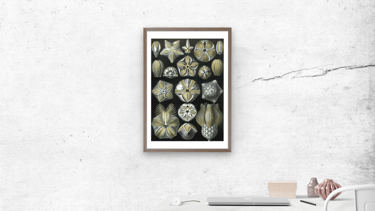 Illustration of Blastoidea by Ernst Haeckel, shown at 28 × 42 in (71.1 × 106.7 cm) in Arber Light Walnut, office
