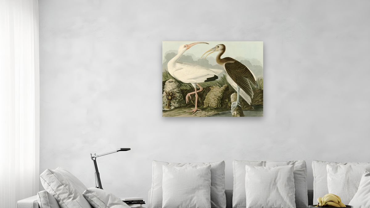 White Ibis by John James Audubon, shown at 32 × 40 in (81.3 × 101.6 cm) as gallery-wrapped canvas, living