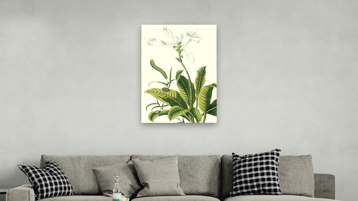 Tuberose by Pierre Joseph Buchoz, shown at 28 × 42 in (71.1 × 106.7 cm) as gallery-wrapped canvas, living
