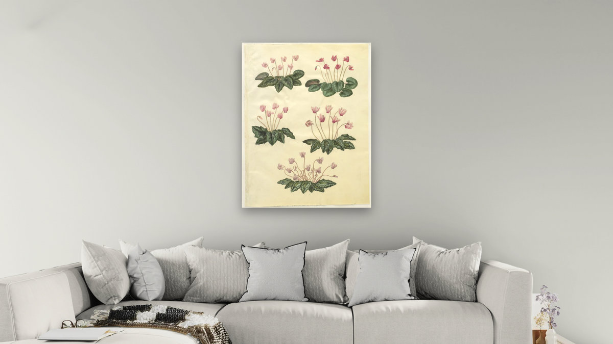 Cyclamen purpurascens; Cyclamen hederifolium by Johannes Simon Holtzbecher, shown at 30 × 40 in (76.2 × 101.6 cm) as gallery-wrapped canvas, living