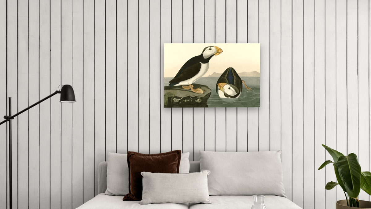 Large Billed Puffin by John James Audubon, shown at 28 × 42 in (71.1 × 106.7 cm) as gallery-wrapped canvas, living