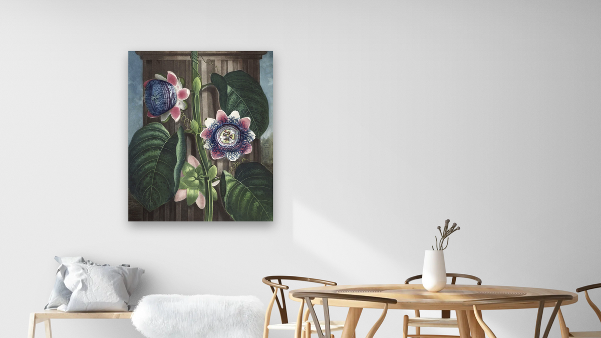 The Quadrangular Pafsion-flower by Robert John Thornton, shown at 32 × 40 in (81.3 × 101.6 cm) as gallery-wrapped canvas, dining