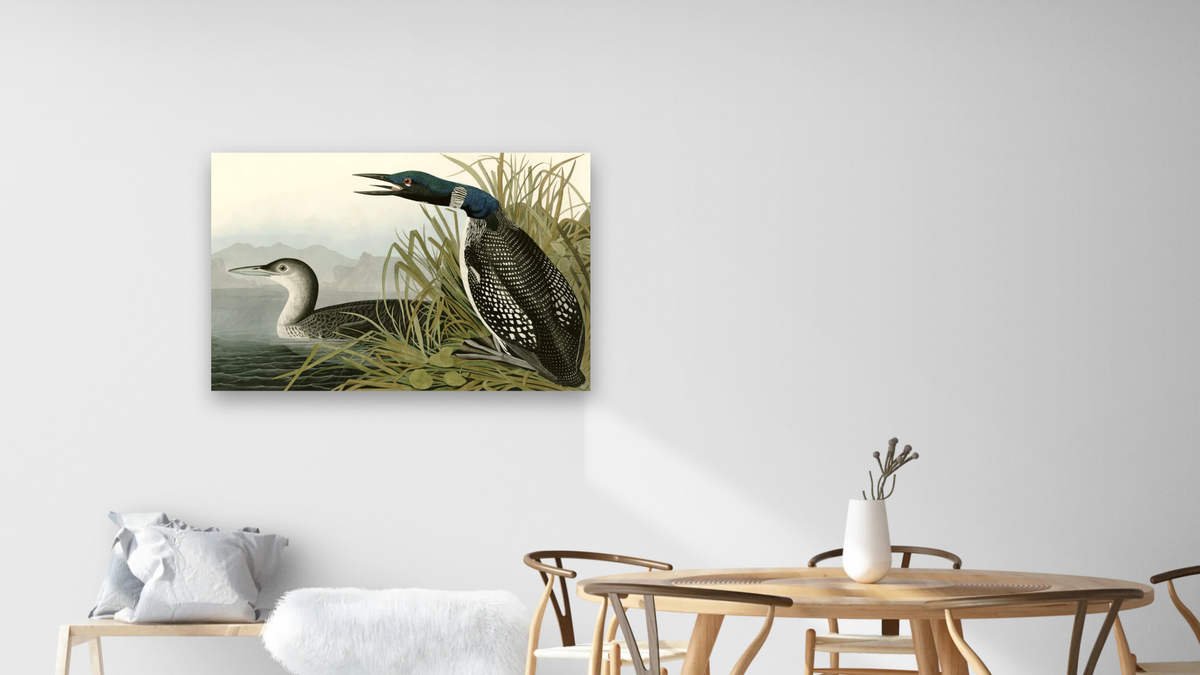 Great Northern Diver or Loon by John James Audubon, shown at 28 × 42 in (71.1 × 106.7 cm) as gallery-wrapped canvas, dining