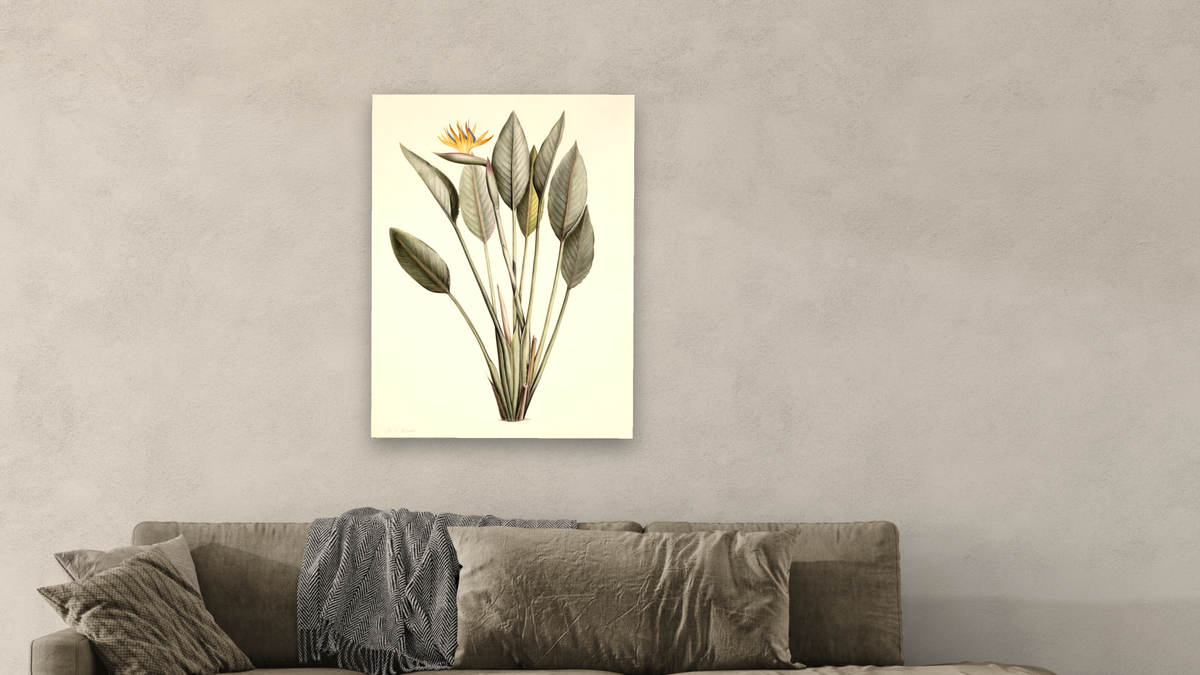 Bird of Paradise by Pierre Joseph Redouté, shown at 30 × 40 in (76.2 × 101.6 cm) as gallery-wrapped canvas, living