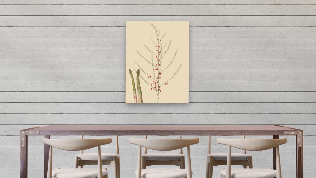 Asparagus officinalis by Johannes Simon Holtzbecher, shown at 30 × 40 in (76.2 × 101.6 cm) as gallery-wrapped canvas, dining