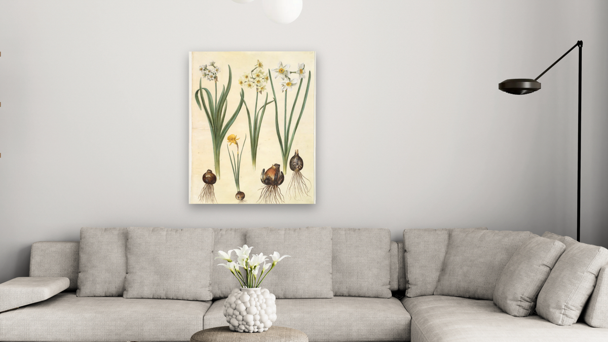 Narcissus tazetta; Narcissus orientalis; Corbularia bulbocodium by Johannes Simon Holtzbecher, shown at 32 × 40 in (81.3 × 101.6 cm) as gallery-wrapped canvas, living