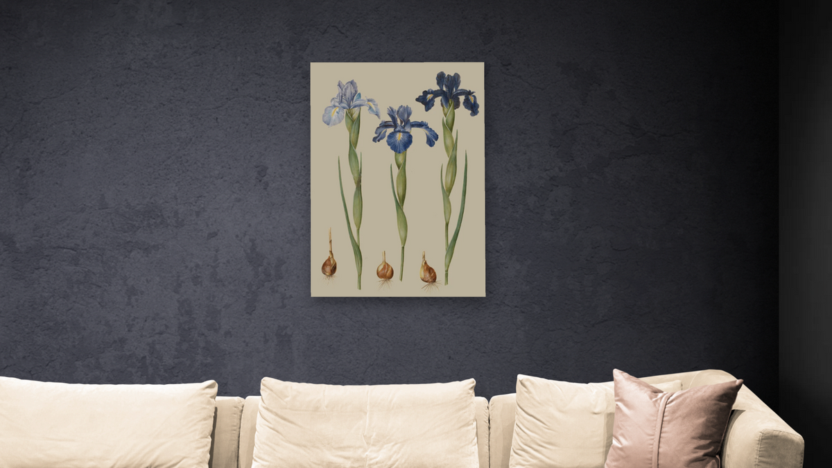 Iris xiphioides by Johannes Simon Holtzbecher, shown at 28 × 42 in (71.1 × 106.7 cm) as gallery-wrapped canvas, living