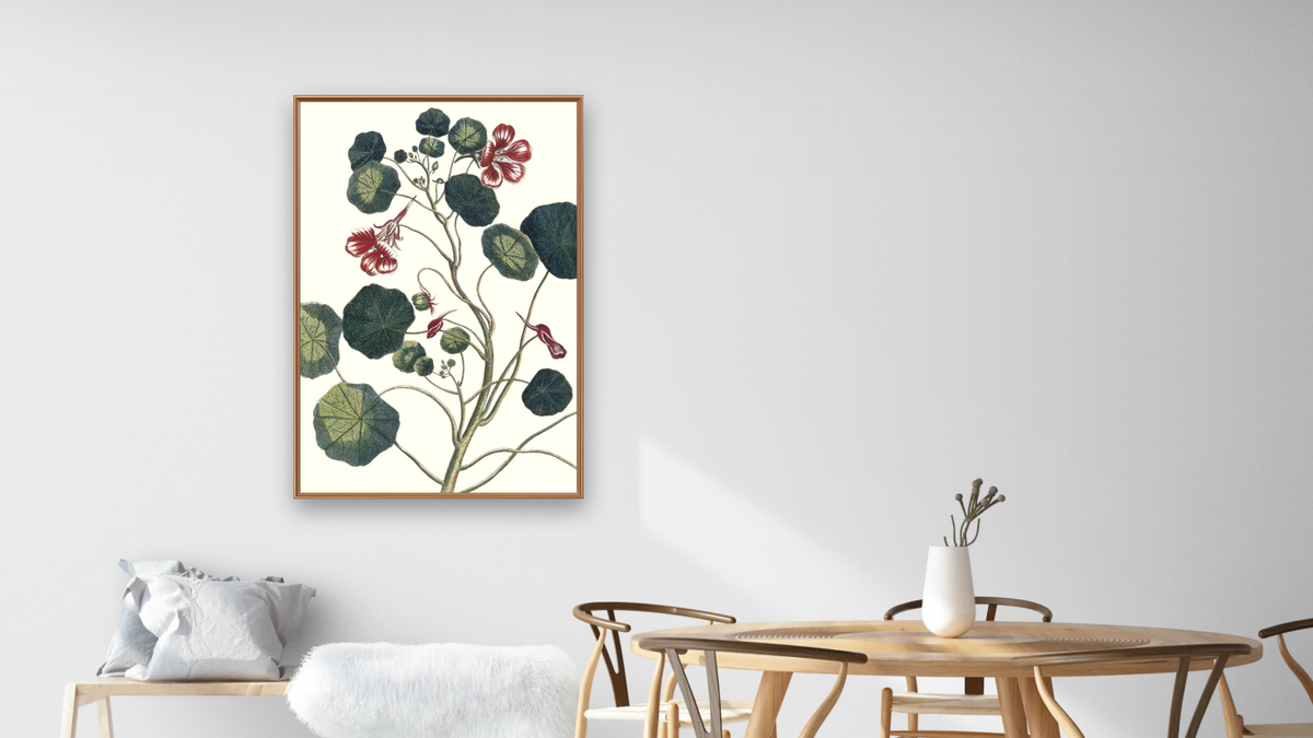 Nasturtium by Pierre Joseph Buchoz, shown at 28 × 42 in (71.1 × 106.7 cm) on canvas in Arber Raw Oak, dining