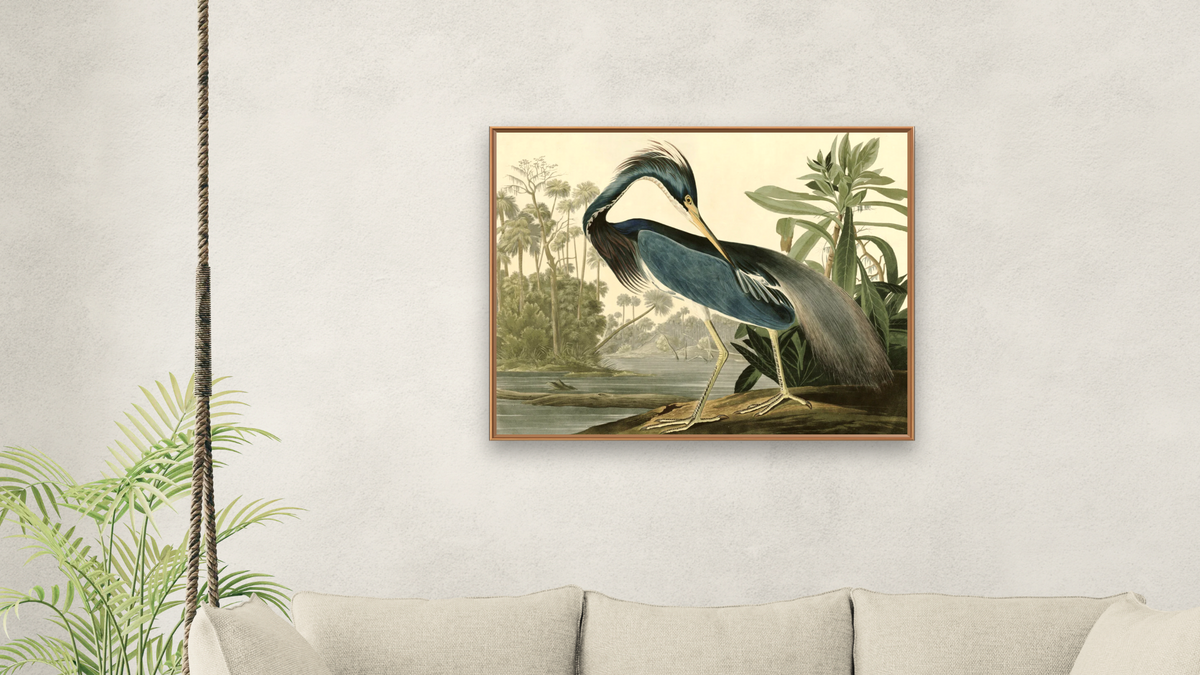 Louisiana Heron by John James Audubon, shown at 32 × 40 in (81.3 × 101.6 cm) on canvas in Arber Raw Oak, living