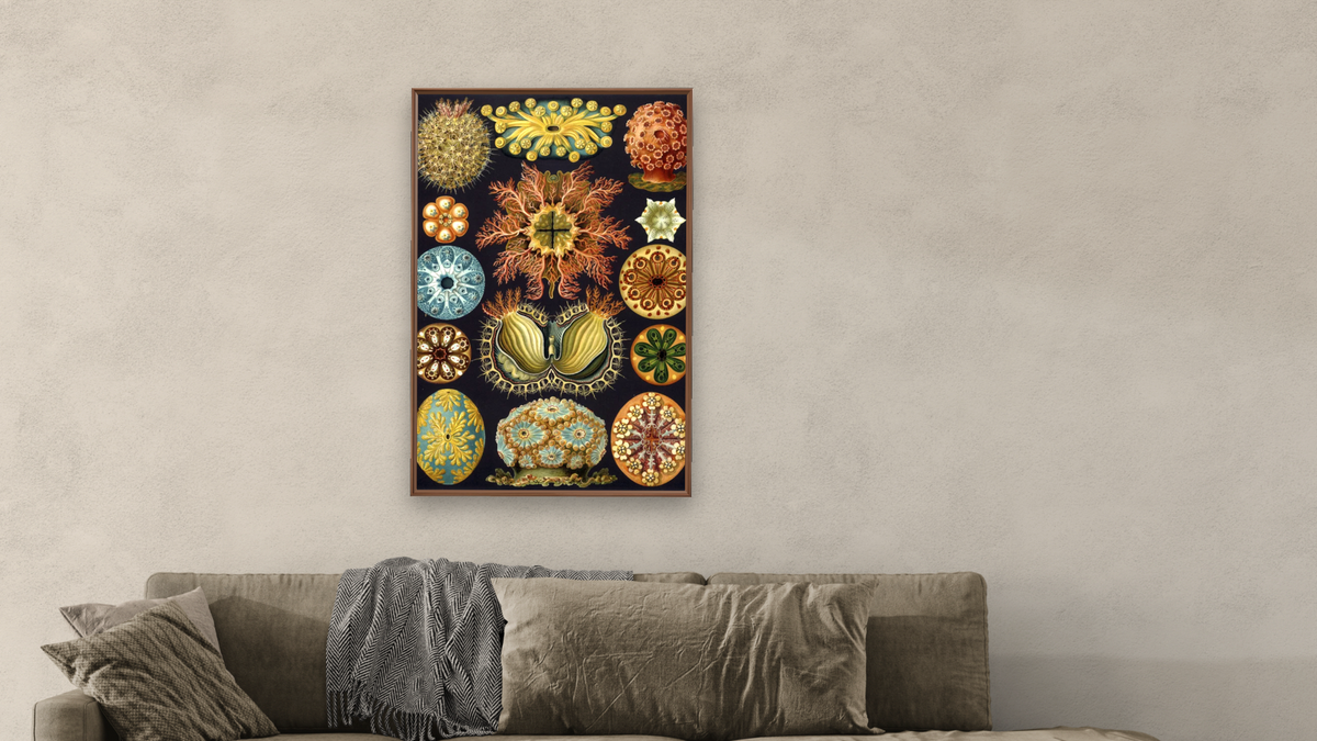 Illustration of Ascidiacea by Ernst Haeckel, shown at 28 × 42 in (71.1 × 106.7 cm) on canvas in Arber Warm Walnut, living