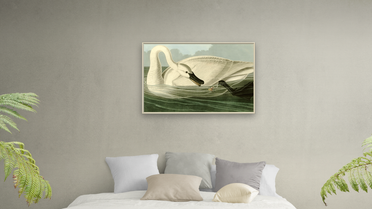 Trumpeter Swan by John James Audubon, shown at 28 × 42 in (71.1 × 106.7 cm) on canvas in Ramino Opaque White, bedroom
