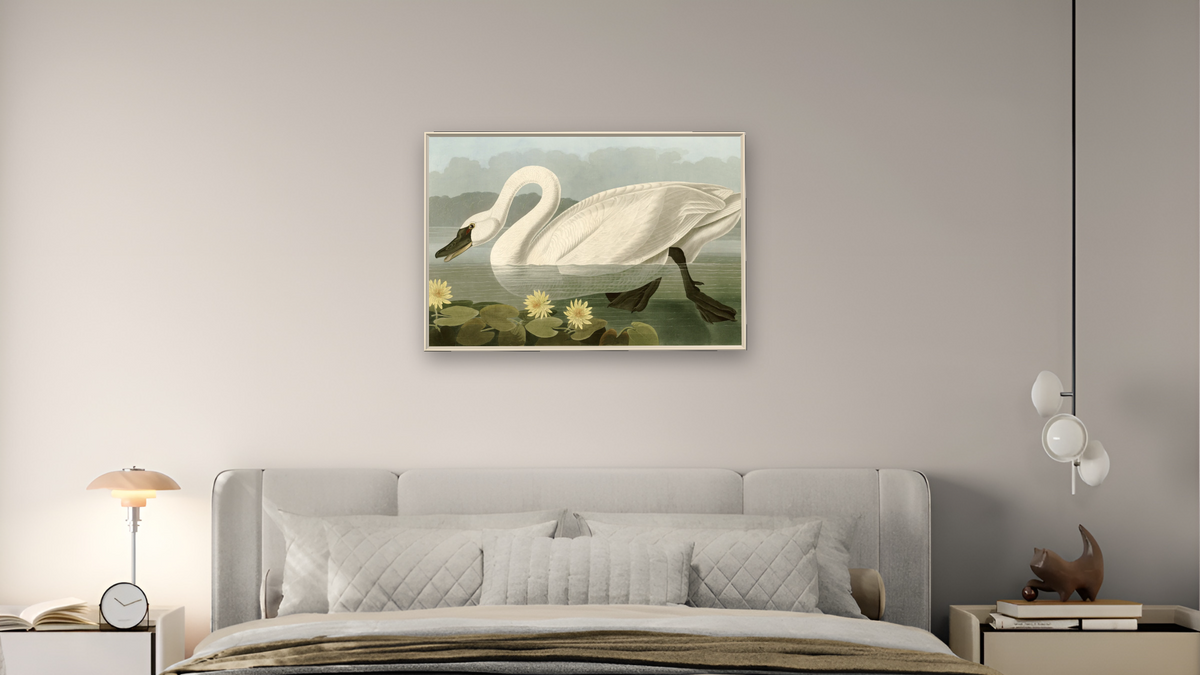 Common American Swan by John James Audubon, shown at 28 × 42 in (71.1 × 106.7 cm) on canvas in Ramino Opaque White, bedroom