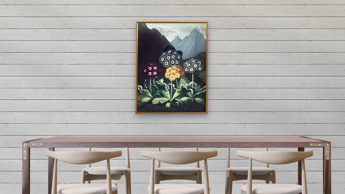 A Group of Auriculas by Robert John Thornton, shown at 30 × 40 in (76.2 × 101.6 cm) on canvas in Molto Polished Gold, dining