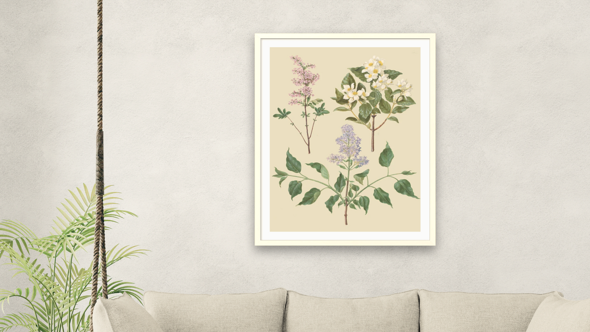 Syringa x persica; Philadelphus coronarius; Syringa vulgaris by Johannes Simon Holtzbecher, shown at 30 × 40 in (76.2 × 101.6 cm) in Ramino Opaque White, living