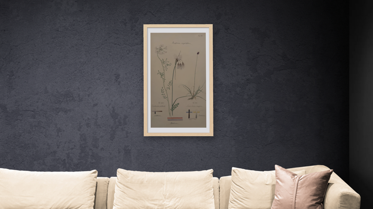 Tall Cottongrass, Cuckoo Flower, and Dioecious Sedge by Hilma af Klint, shown at 20 × 40 in (50.8 × 101.6 cm) in Arber Natural, living