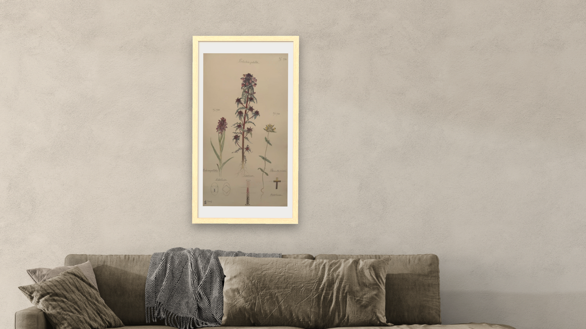 Early Marsh-Orchid, European purple lousewort, and Little Yellow rattle by Hilma af Klint, shown at 20 × 40 in (50.8 × 101.6 cm) in Arber Natural, living