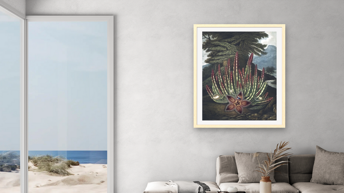 The Maggot-bearing Stapelia by Robert John Thornton, shown at 32 × 40 in (81.3 × 101.6 cm) in Arber Natural, living