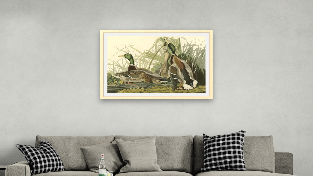 42-26174721 by John James Audubon, shown at 28 × 42 in (71.1 × 106.7 cm) in Arber Natural, living