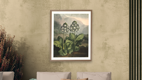 A Group of Auriculas II by Robert John Thornton, shown at 32 × 40 in (81.3 × 101.6 cm) in Arber Light Walnut, living [arteriel-render:v6:room_b:32x40@50,44]