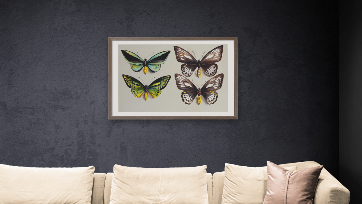 Four Birdwing butterflies (family Papilionidae) in two columns, representing both sexes of the Common Birdwing (Troides (Ornithoptera) Priamus) by Marian Ellis Rowan, shown at 28 × 42 in (71.1 × 106.7 cm) in Arber Light Walnut, living